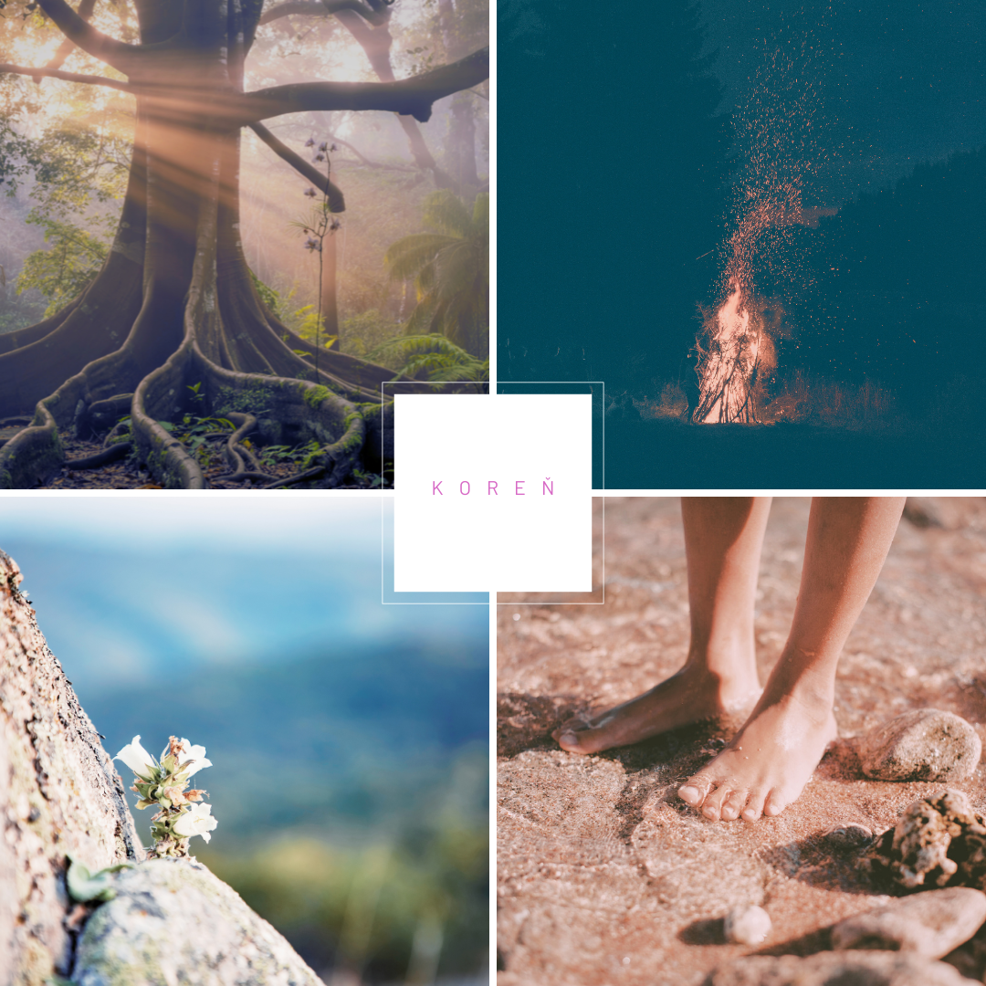 Koreň v Human Designe